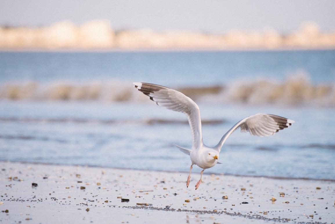 mouette en vol au-dessus de la plage - hotel la baule escoublac