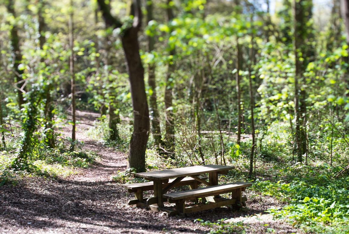 table posée en pleine forêt - hotel la baule escoublac