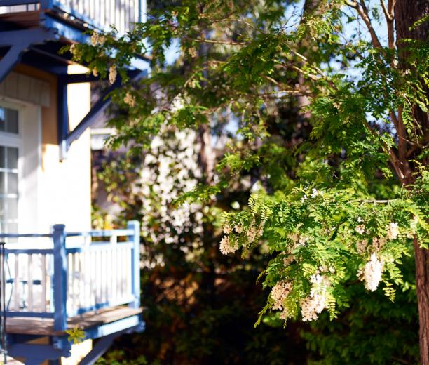 maison avec balcon et grand arbre - hotel saint christophe