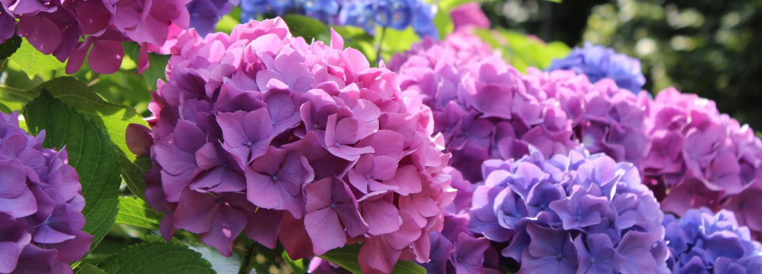 hortensias pourpres et bleus - hotel la baule vue mer